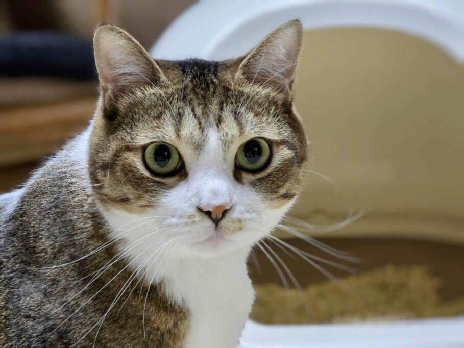 トイレの前でこちらを見つめる猫
