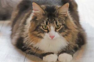 香箱座りでリラックスするノルウェージャンフォレストキャット