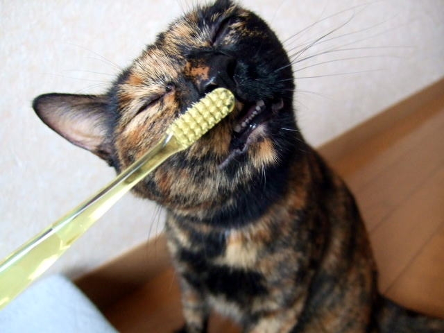 歯ブラシで歯を磨いてもらう猫