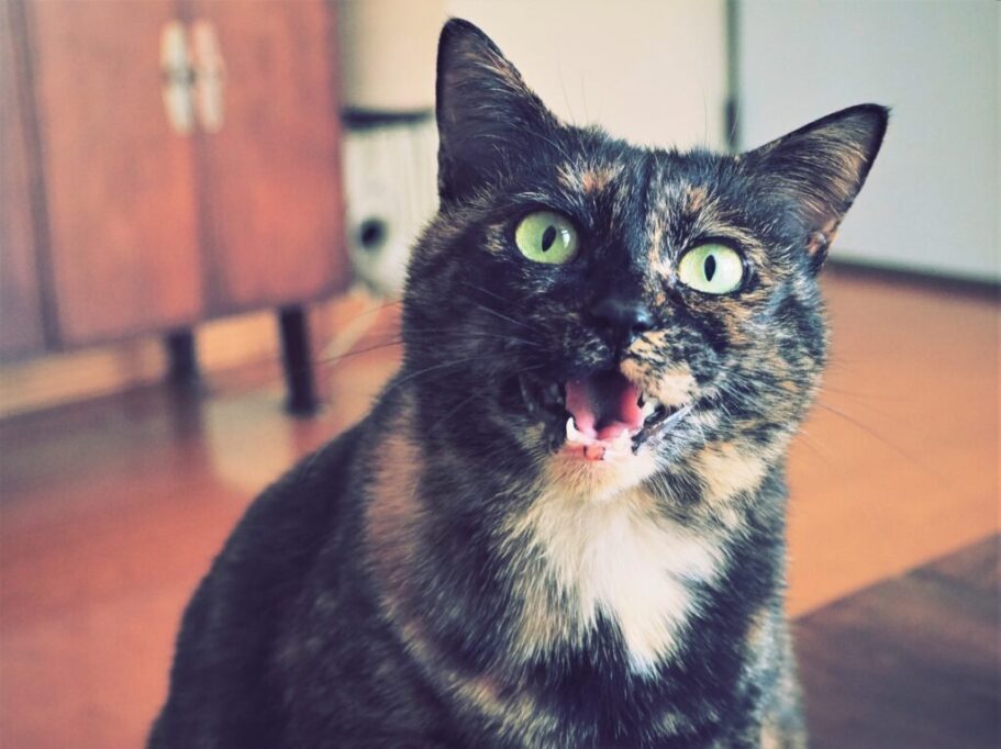 こちらを見つめてお返事する猫