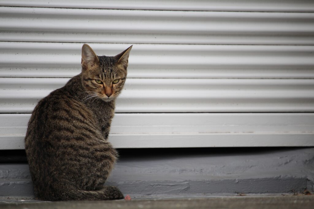 こちらを見つめる猫