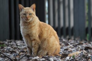 こちらを見つめる猫