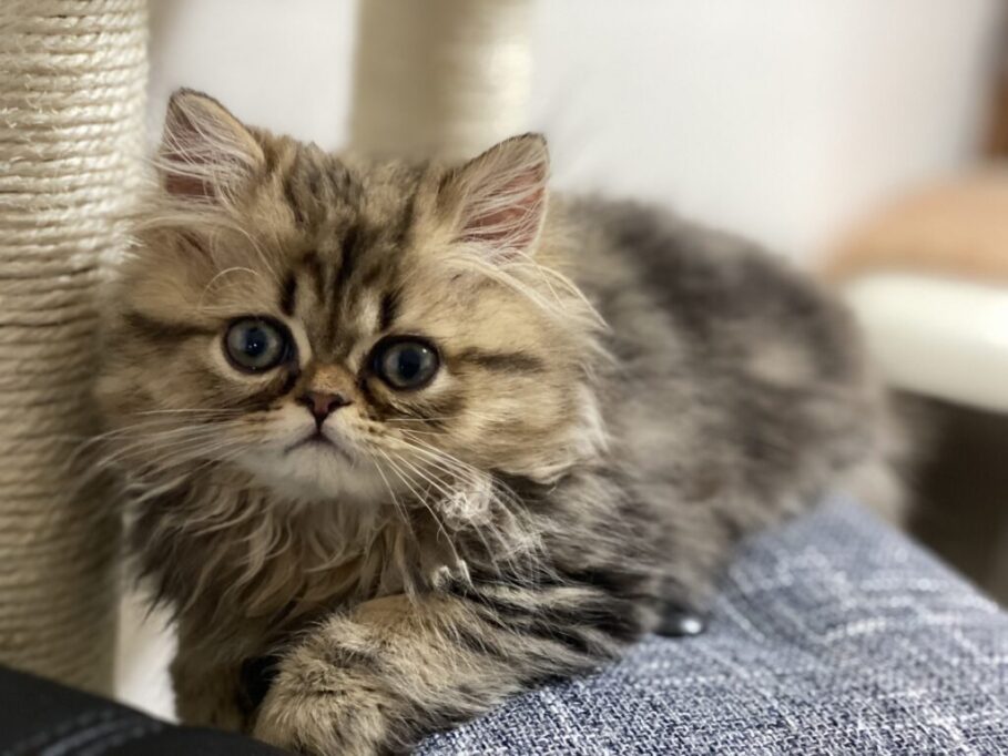 キャットタワーに上るペルシャの子猫