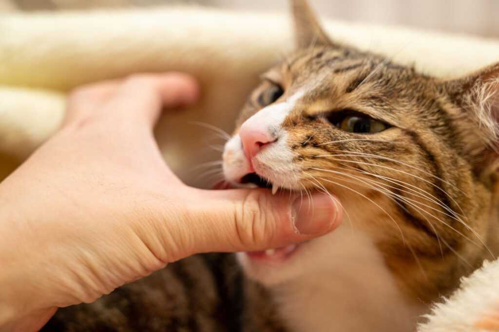 親指を甘噛みする猫