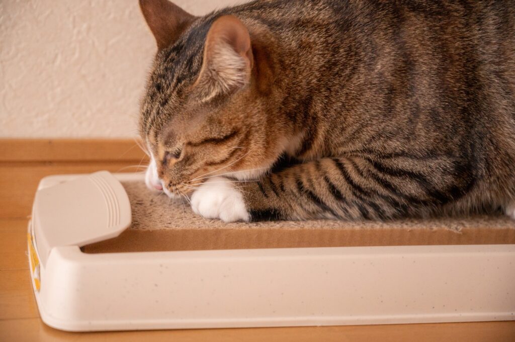 爪を研ぐ猫