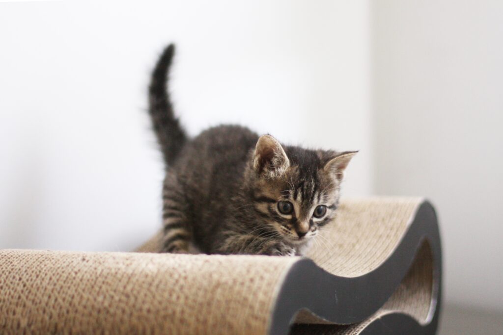 爪を研ぐ子猫