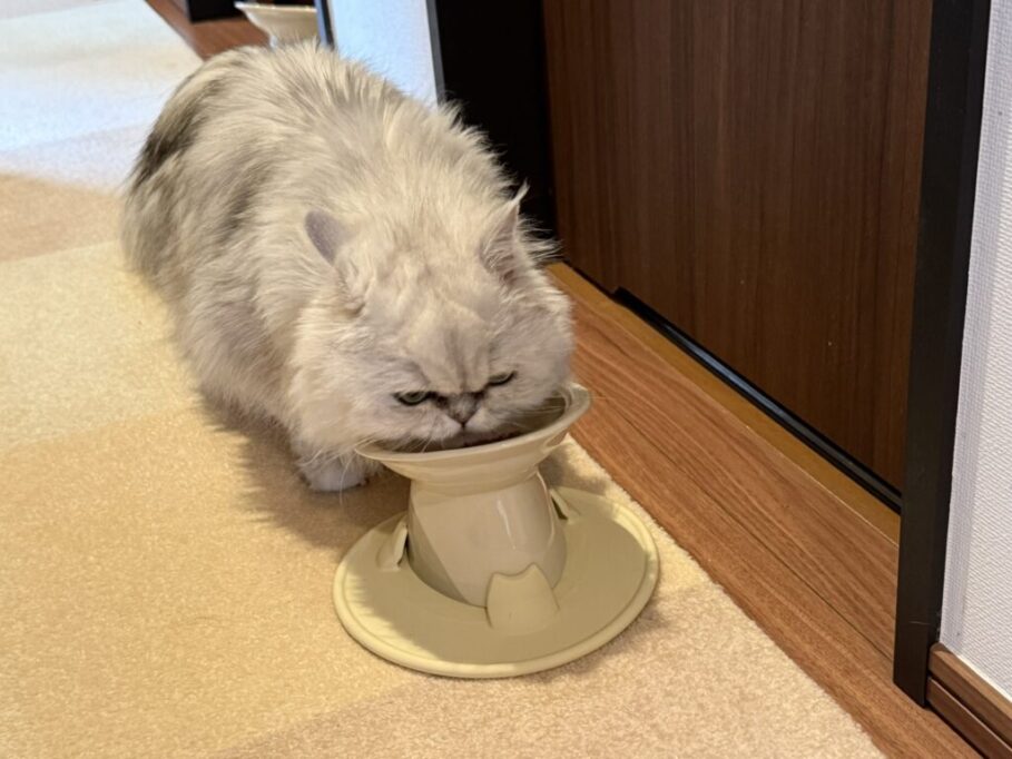 ごはんを食べるマニ