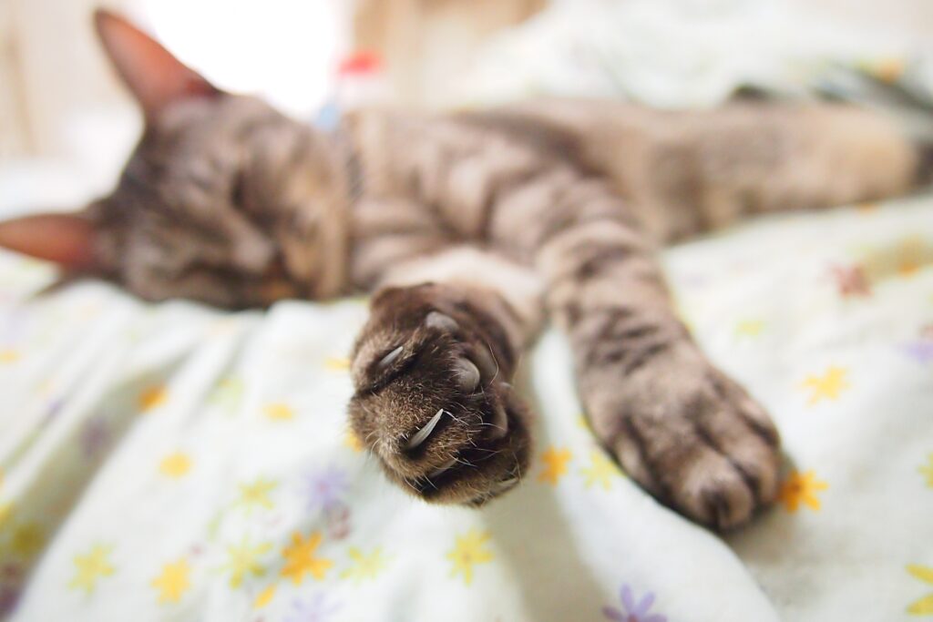 爪が伸びてる猫