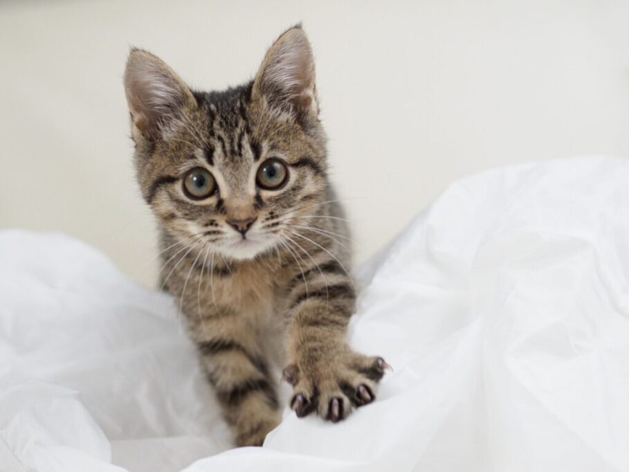 忍び寄る子猫
