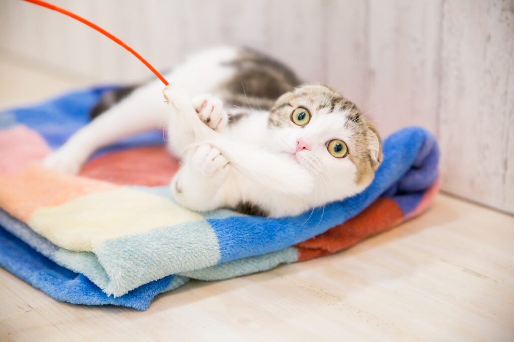 真剣に猫じゃらしと遊ぶ猫