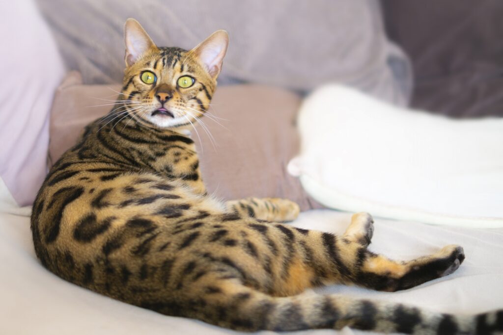フレーメン反応してる猫