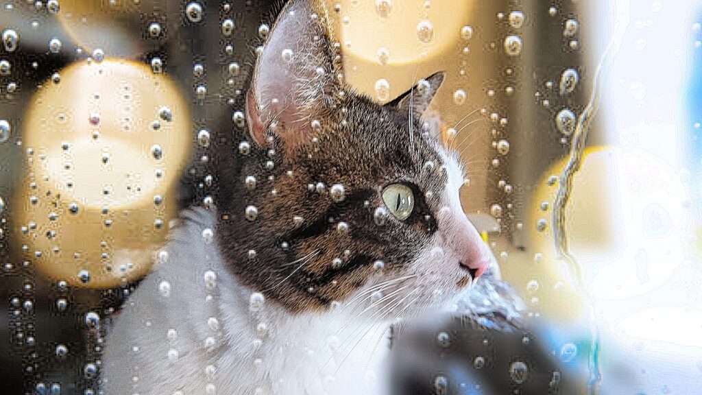 雨の日に外を眺める猫