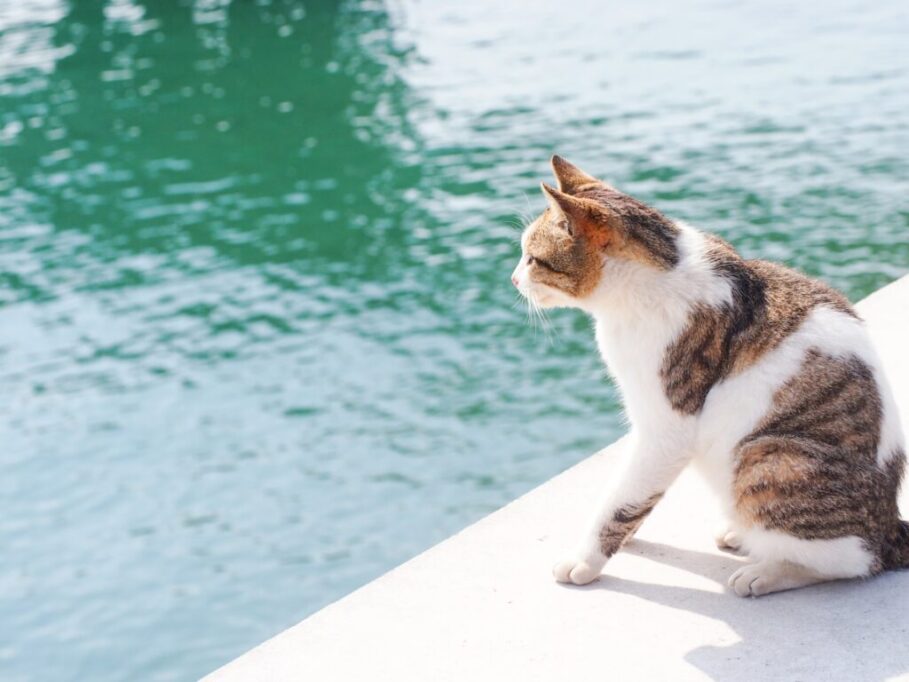 海を見つめる猫