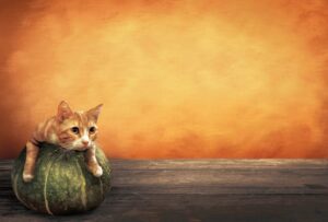 かぼちゃの上でリラックスする猫