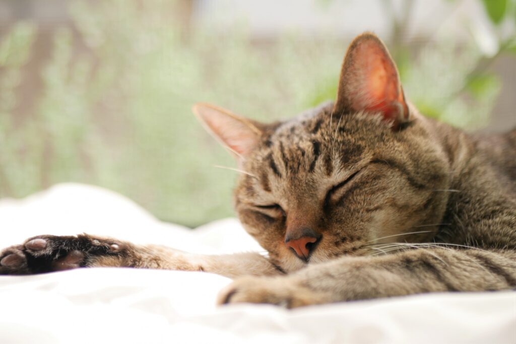 スヤスヤ眠る猫