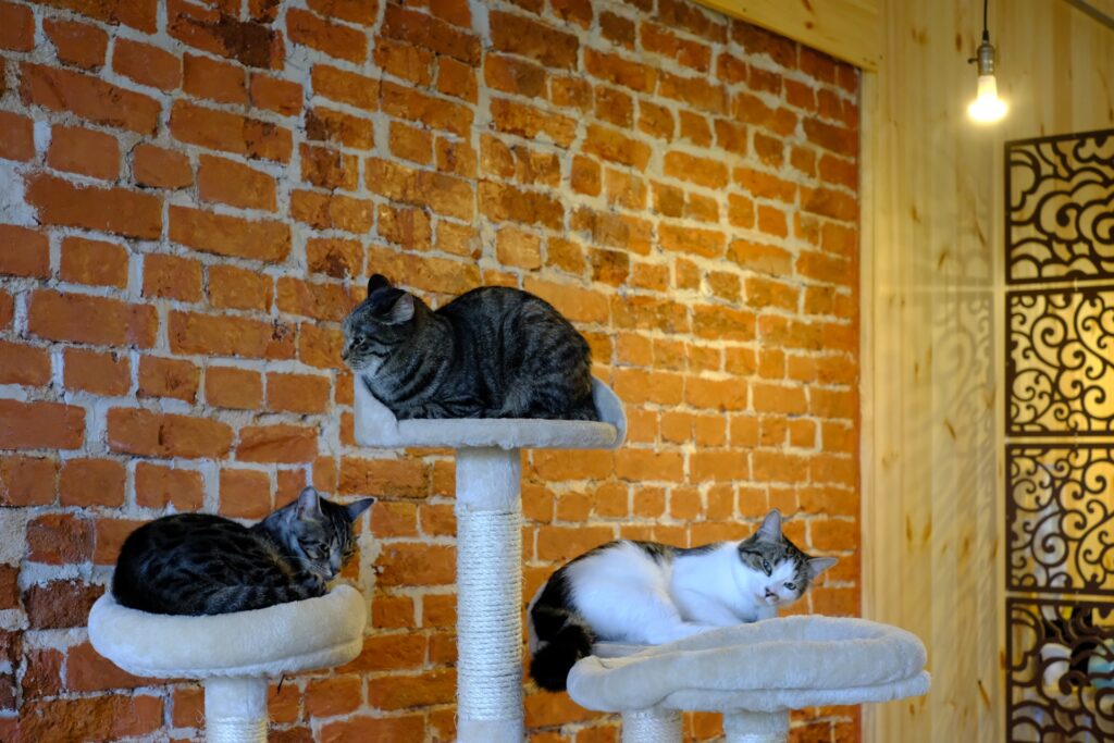猫カフェでキャットタワーで休む3匹の猫たち