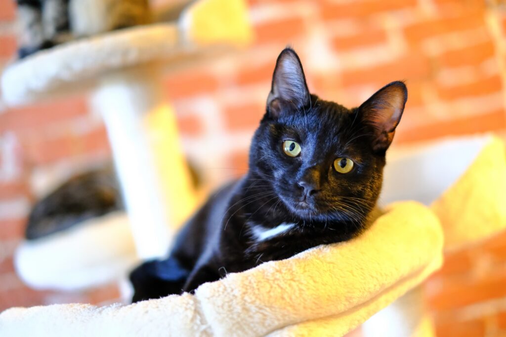 猫カフェでキャットタワーのハンモックで横になる猫