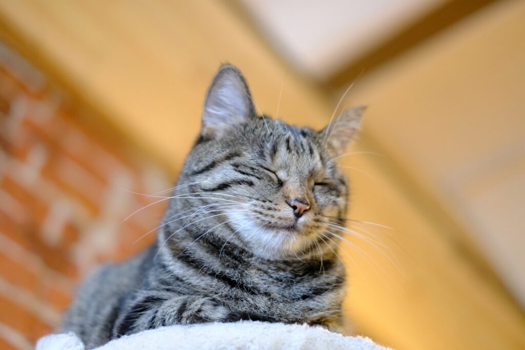 猫カフェで目をつぶってリラックスする猫