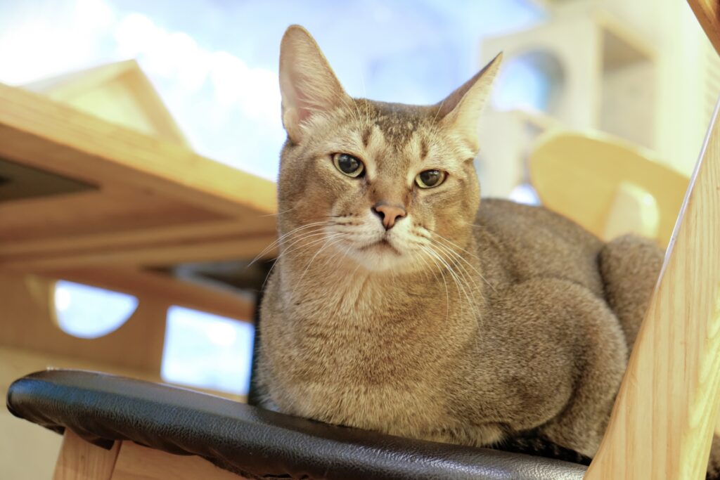 猫カフェで椅子の上に佇む猫
