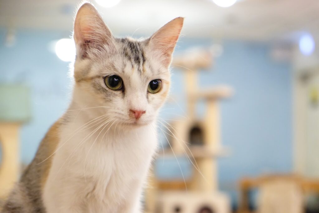 猫カフェで何かを見つめる猫