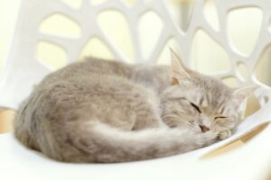 椅子の上でくつろぐ猫