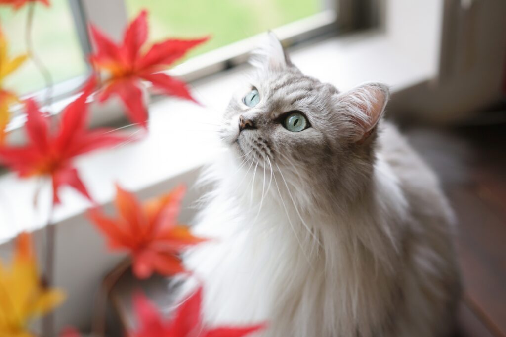 紅葉を見つめる猫