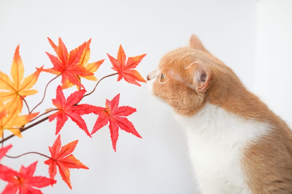 紅葉のにおいをかぐ猫