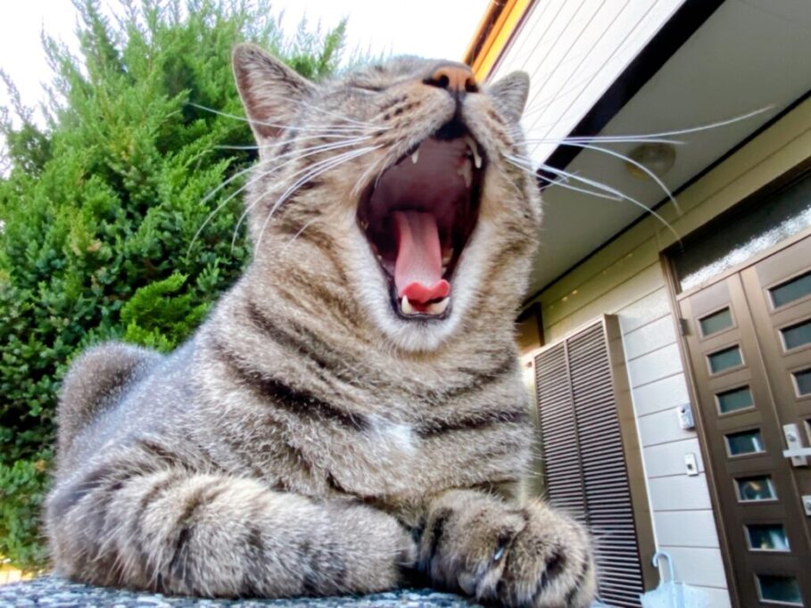 大きいあくびをする猫