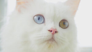 どこかを見つめるオッドアイの白猫
