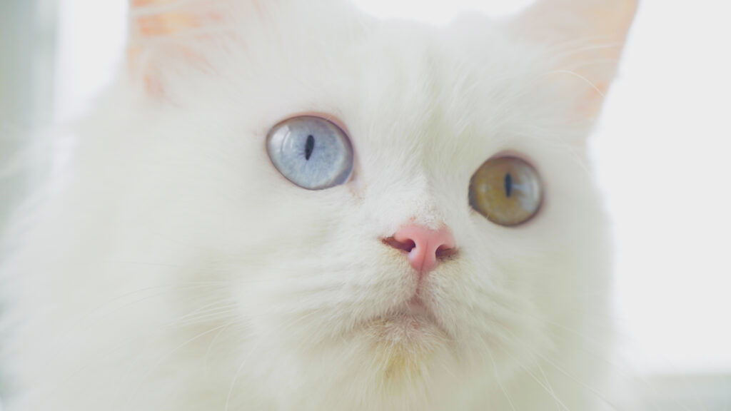 どこかを見つめるオッドアイの白猫