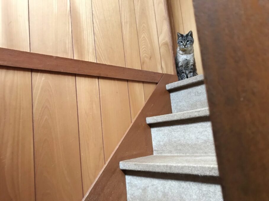 階段の上から見つめる猫