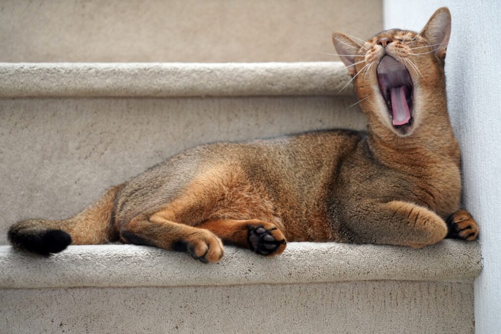 階段の上であくびする猫