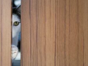 ドアの隙間からのぞく猫