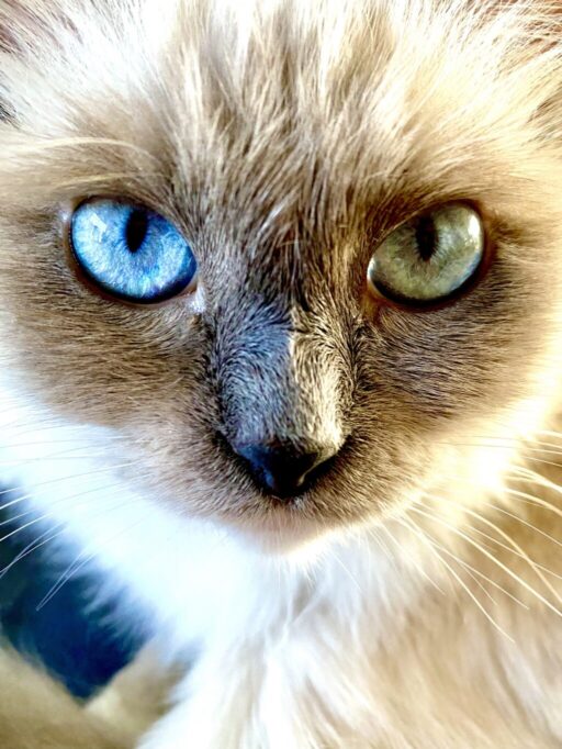 オッドアイの猫のドアップ