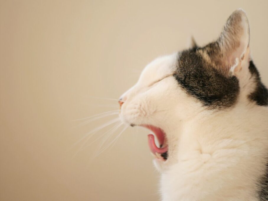 あくびする猫