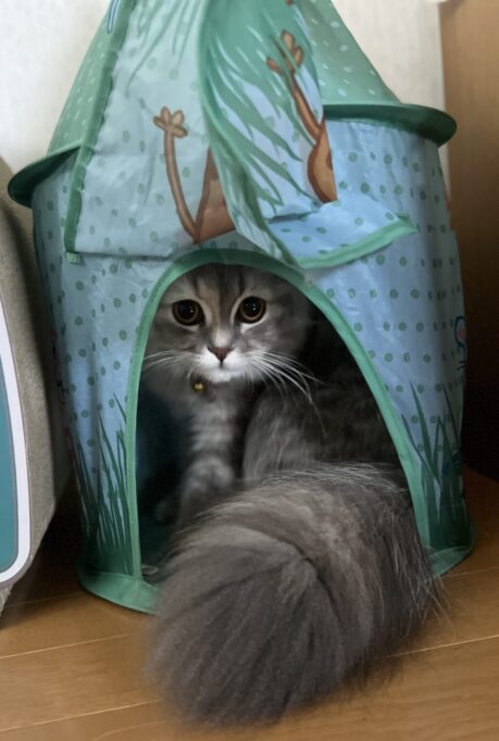 テントに入る猫