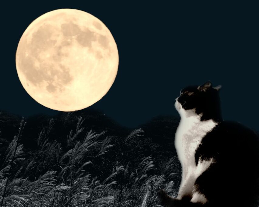 満月を見つめる猫