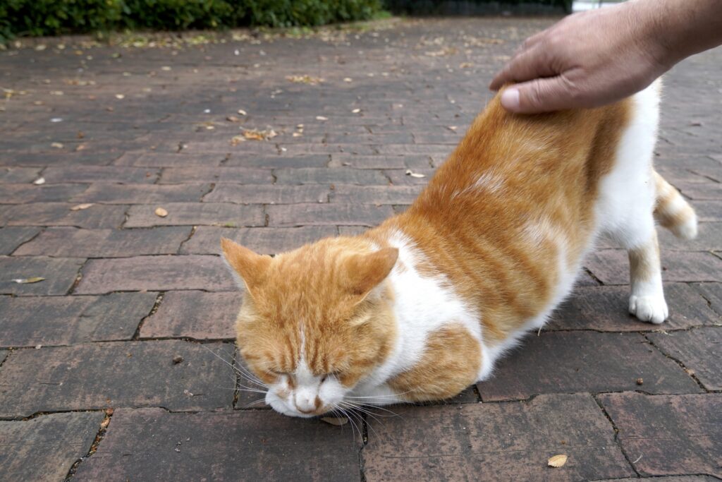 おしりペンペンされる猫