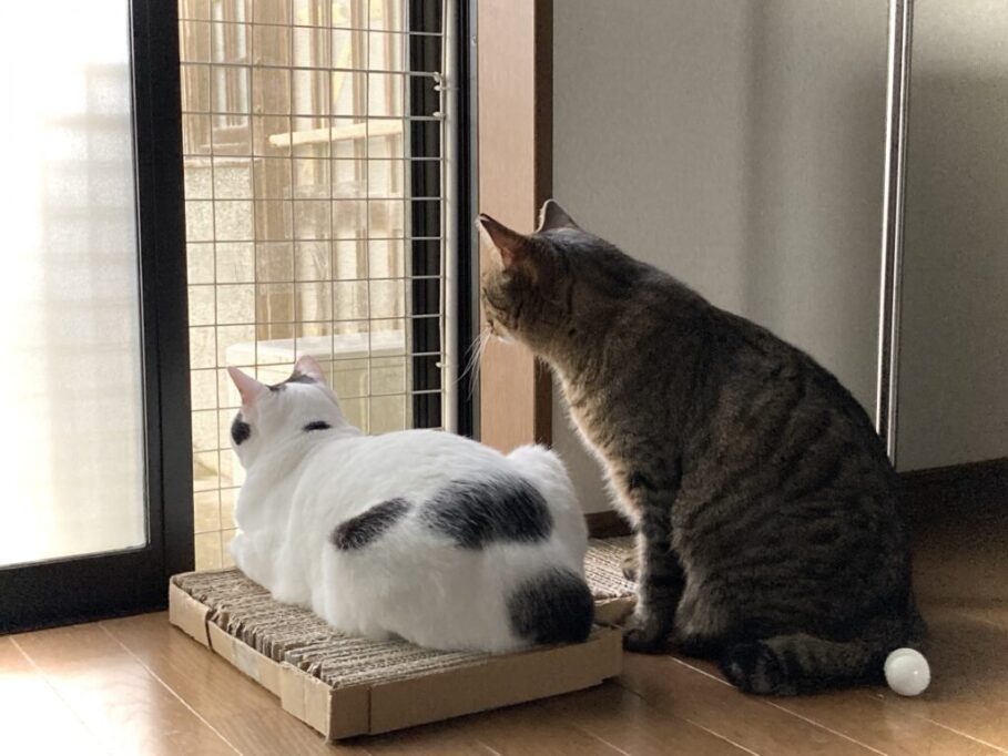 仲良く外を見る猫たち
