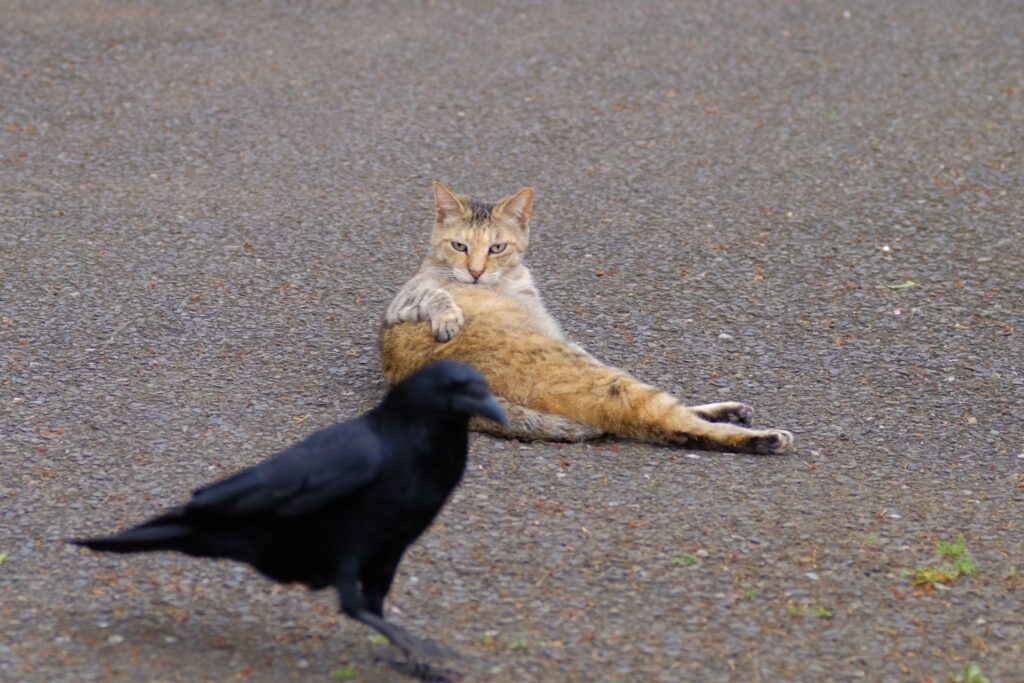 カラスを見つめる猫