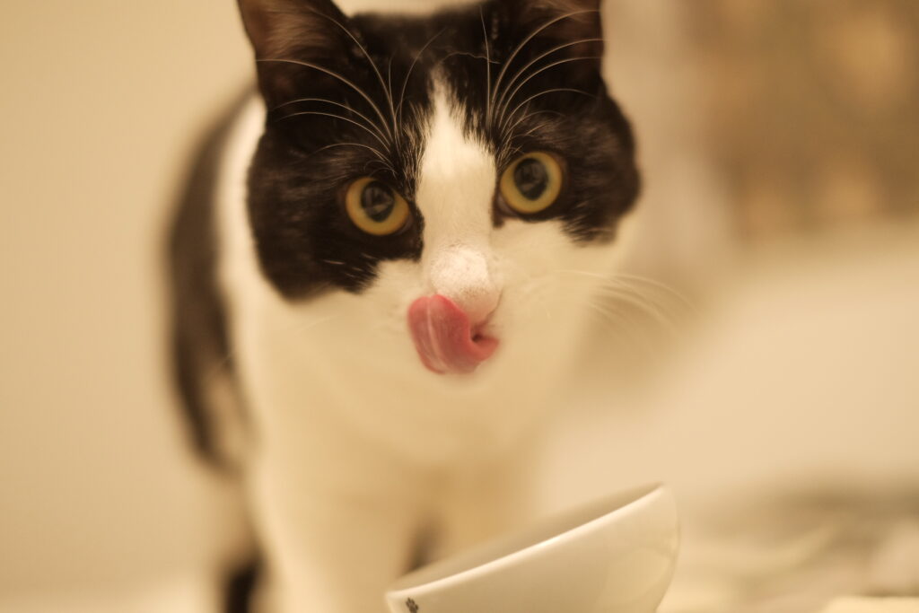 ごちそうさまの猫