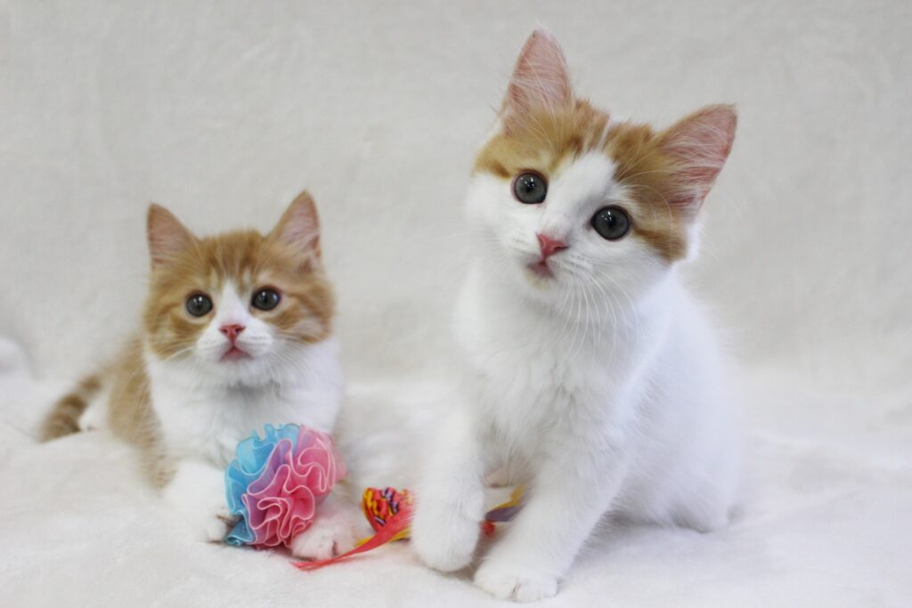 猫じゃらしと子猫たち