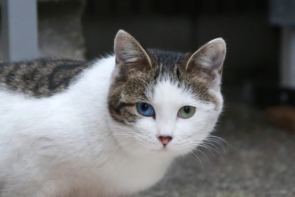 こちらを見つめるオッドアイの猫