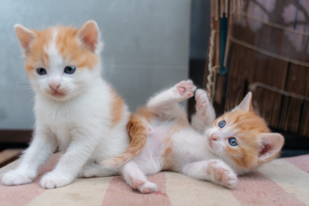 じゃれあう子猫たち