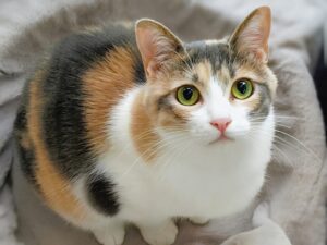 飼い主を見つめる三毛猫