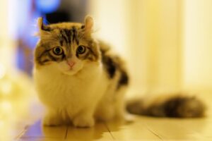 こちらを見つめるアメリカン・カール