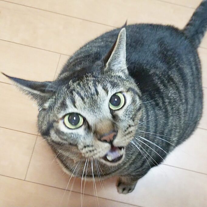 何かを訴えかける猫