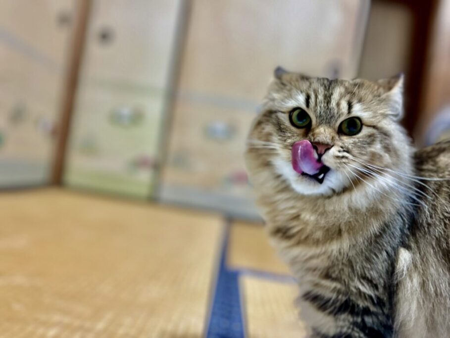ご馳走様の猫