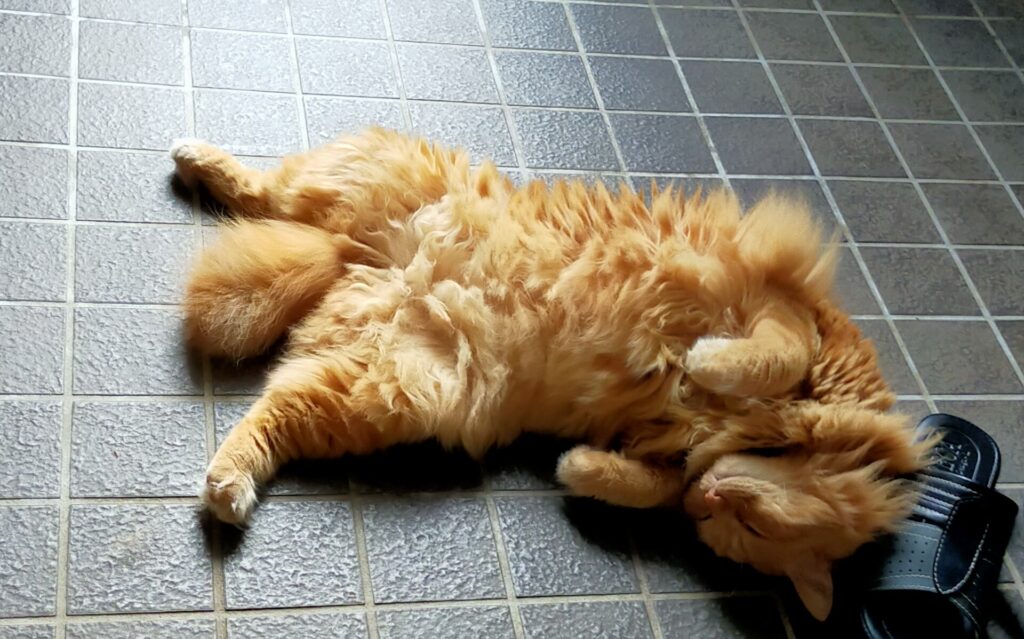 玄関で寝る猫