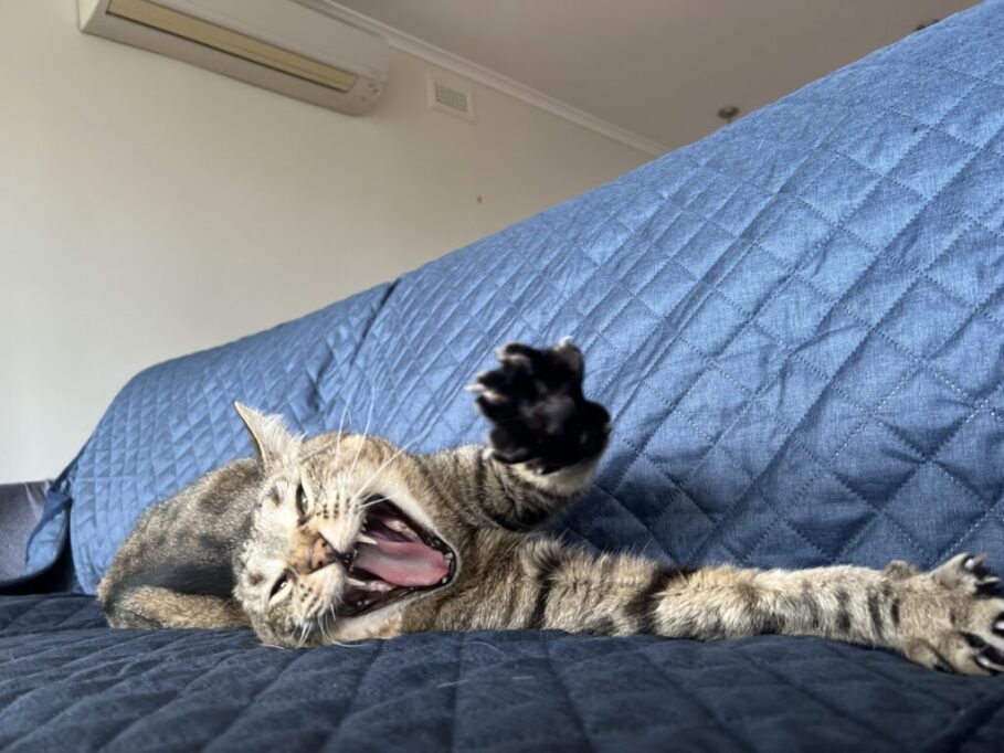 のびしながら、あくびする猫